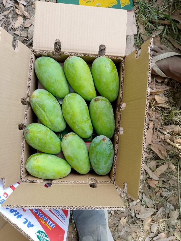 WhatsApp Image 2025-08-13 at 11.41.02(22)